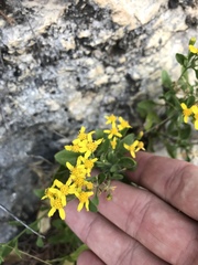 Perityle lindheimeri