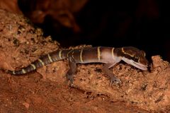 Cyrtodactylus deccanensis