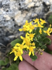 Perityle lindheimeri