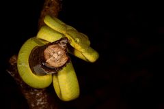 Craspedocephalus gramineus