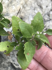 Perityle lindheimeri