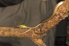 Dendrelaphis girii