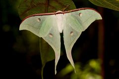 Actias selene