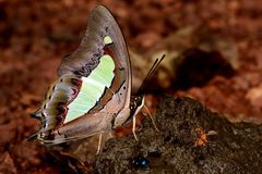 Polyura bharata