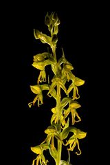 Habenaria marginata
