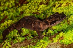 Cyrtodactylus deccanensis