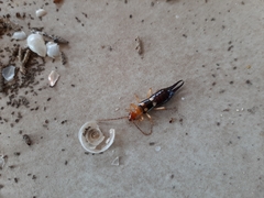 Forficula smyrnensis