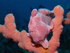 Commerson's Frogfish photo 4