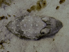 Sepia aculeata