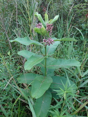 Asclepias syriaca