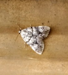 Catocala lineella