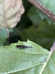 Heterotoma planicornis