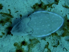 Sepia aculeata