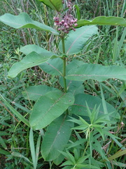 Asclepias syriaca