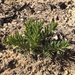 Acacia hamiltoniana - Photo 由 Helen Drewe 所上傳的 (c) Helen Drewe，保留部份權利CC BY-NC