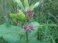 Asclepias syriaca