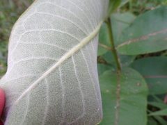 Asclepias syriaca