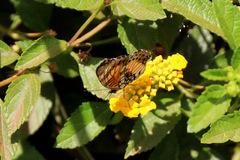 Junonia sophia