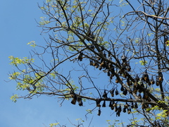 Pteropus seychellensis comorensis