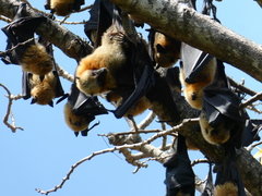 Pteropus seychellensis comorensis