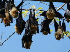 Pteropus seychellensis comorensis