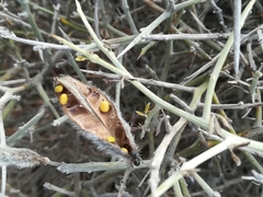 Calicotome spinosa