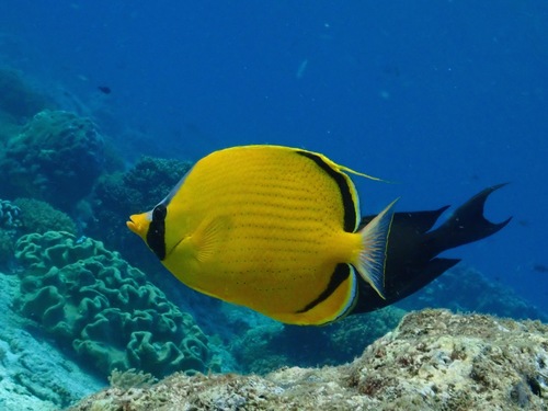 Versierde koraalvlinder (Chaetodon semeion) — Chaetodontidae — 2