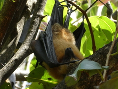 Pteropus seychellensis comorensis