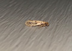 Niditinea orleansella