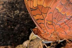 Charaxes