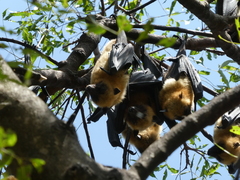 Pteropus seychellensis comorensis