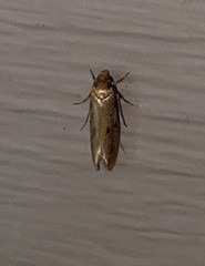 Niditinea orleansella