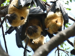 Pteropus seychellensis comorensis