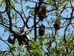 Pteropus seychellensis comorensis