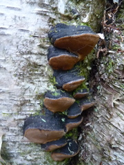 Phellinus lundellii