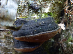 Phellinus lundellii