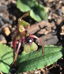 Chiloglottis seminuda