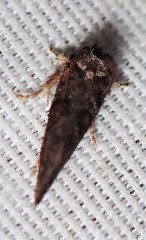 Acrolophus texanella