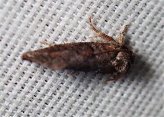 Acrolophus texanella