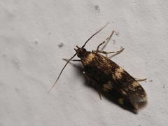 Oegoconia deauratella