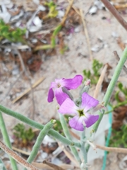 Malcolmia littorea