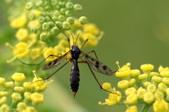 Ptychoptera contaminata