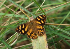 Heteronympha banksii