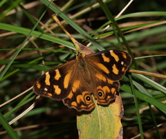 Heteronympha banksii