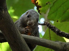 Heliosciurus undulatus