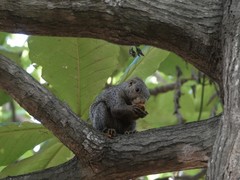 Heliosciurus undulatus
