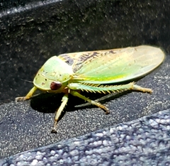Hamana dictitoria