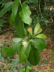 Tetracera