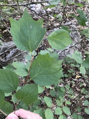 Styrax platanifolius