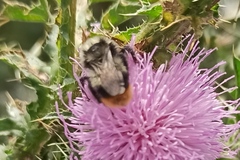Bombus sichelii